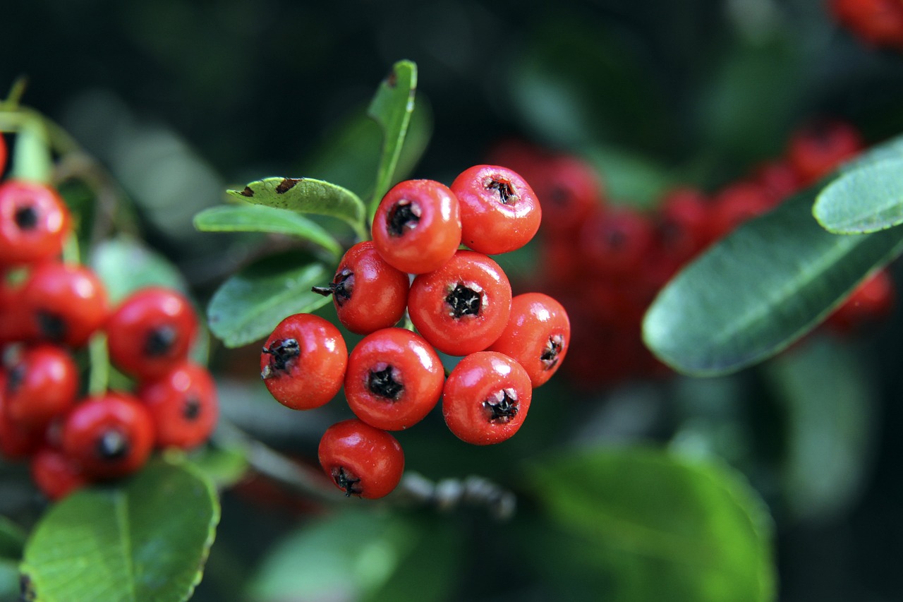 巴斯托尼在 巴斯托尼在